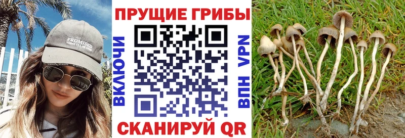 мега   Верхотурье  Галлюциногенные грибы Psilocybe 